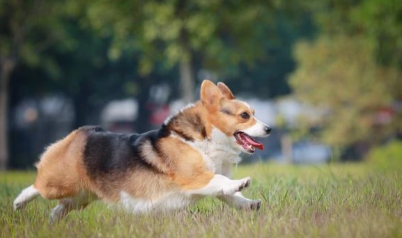 柯基犬缺點 柯基犬缺點