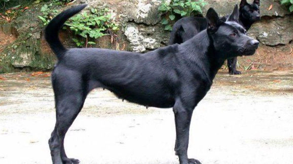 台灣犬訓練 台灣犬訓練