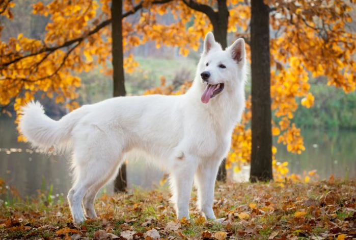 老年犬心臟病 老年犬心臟病