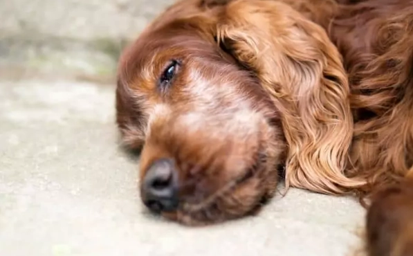 犬隻後腳無力治療 犬隻後腳無力治療