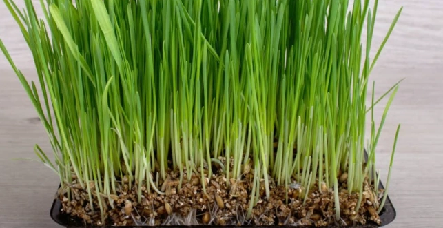 小麥草種植