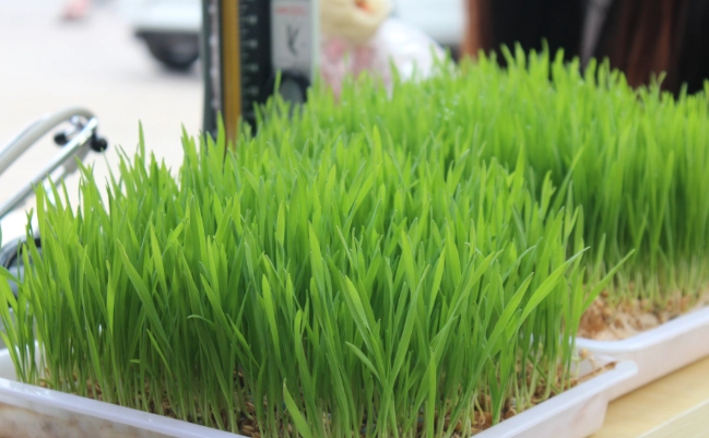 小麥草種植