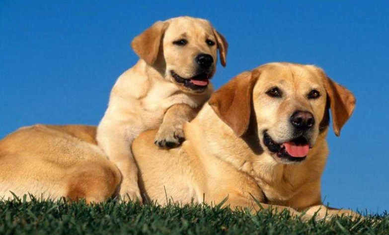 台灣拉布拉多貴賓犬飼養 台灣拉布拉多貴賓犬飼養