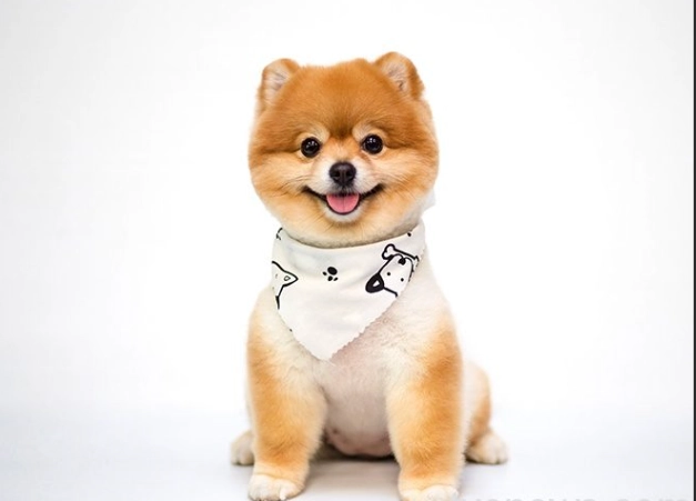 狗嘔吐白沫處理 狗嘔吐白沫處理
