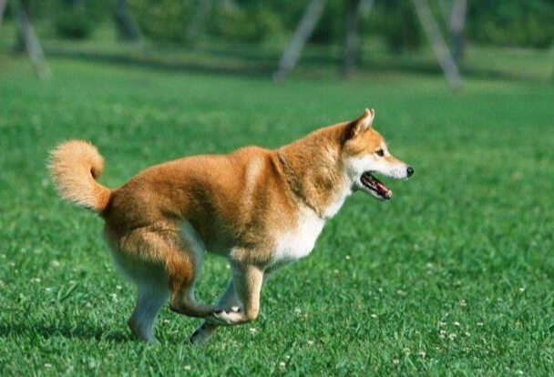 狗狗心絲蟲 狗狗心絲蟲