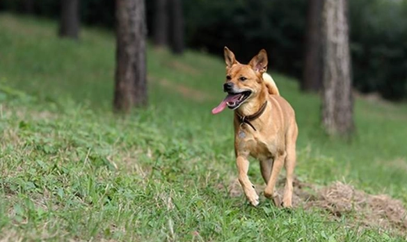 台灣犬 台灣犬