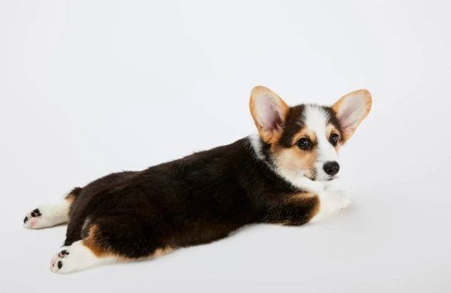 柯基犬平均壽命 柯基犬平均壽命