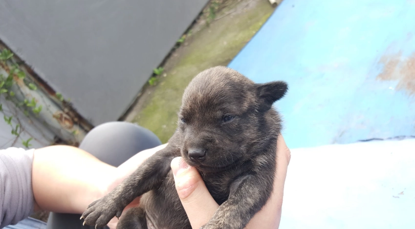 台灣犬幼犬照顧 台灣犬幼犬照顧