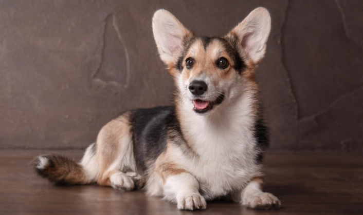 柯基犬好養嗎 柯基犬好養嗎