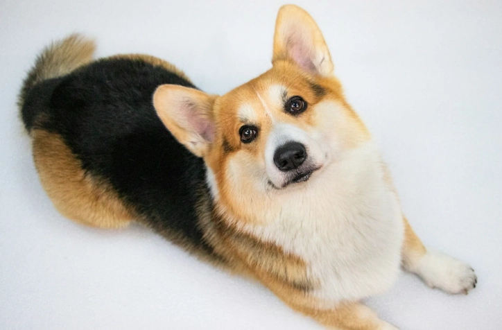 柯基犬缺點 柯基犬缺點