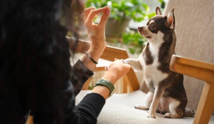 幼犬飲食指南