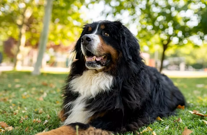 台灣大型犬飼養 台灣大型犬飼養
