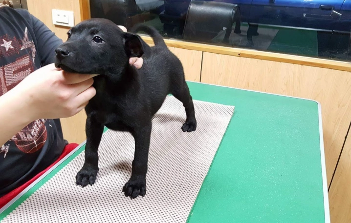 台灣犬價格 台灣犬價格