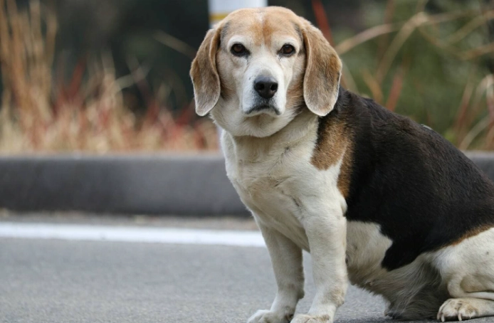 台灣中型犬飼養 台灣中型犬飼養