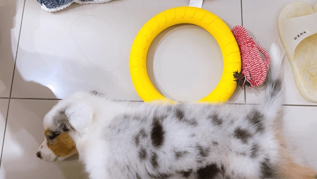 一個月幼犬 一個月幼犬