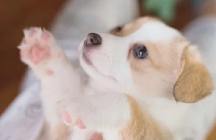 幼犬餵食方法