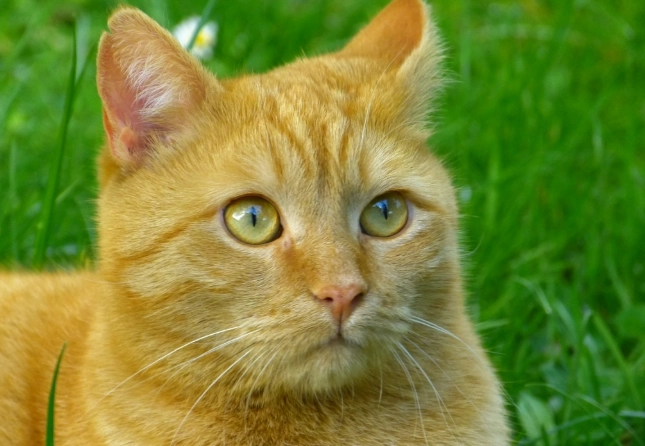 無穀貓飼料推薦 無穀貓飼料推薦