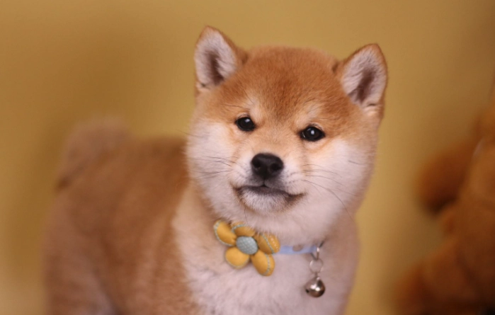 狗狗轉圈圈 狗狗轉圈圈
