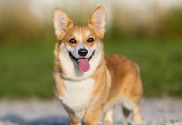 柯基犬缺點 柯基犬缺點