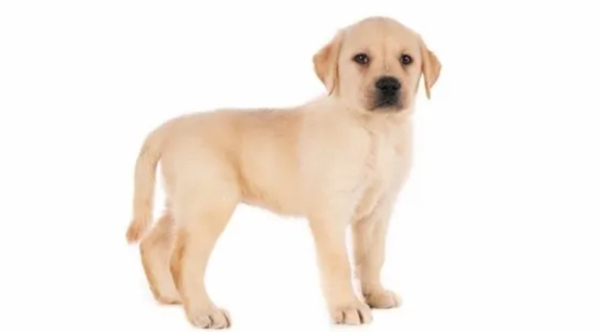 拉布拉多貴賓犬價格 拉布拉多貴賓犬價格