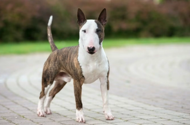 中型犬品種推薦 中型犬品種推薦