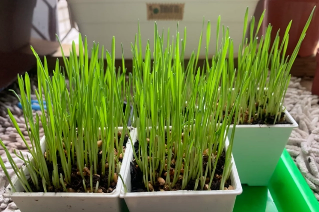 小麥草好處