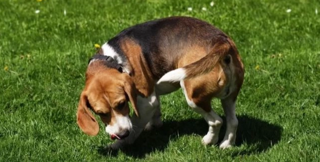 狗健康問題
