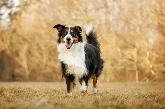 犬耳炎藥水推薦 犬耳炎藥水推薦