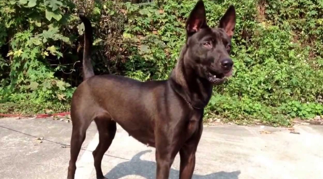 犬賽報名 犬賽報名