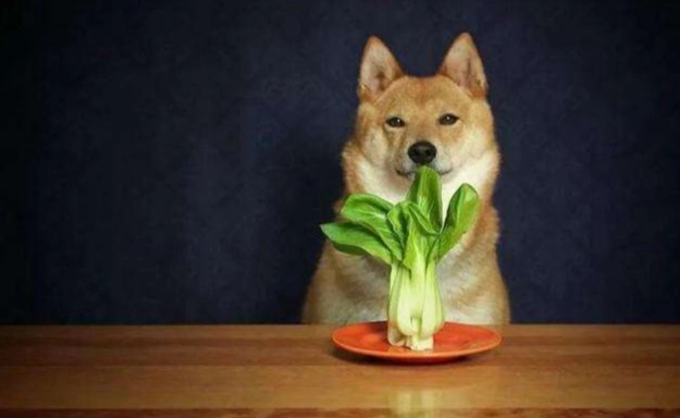狗狗吃菜心 狗狗吃菜心