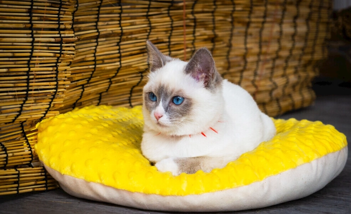 貓飼料保存方法 貓飼料保存方法