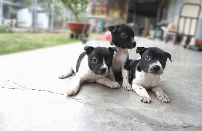 犬賽報名 犬賽報名