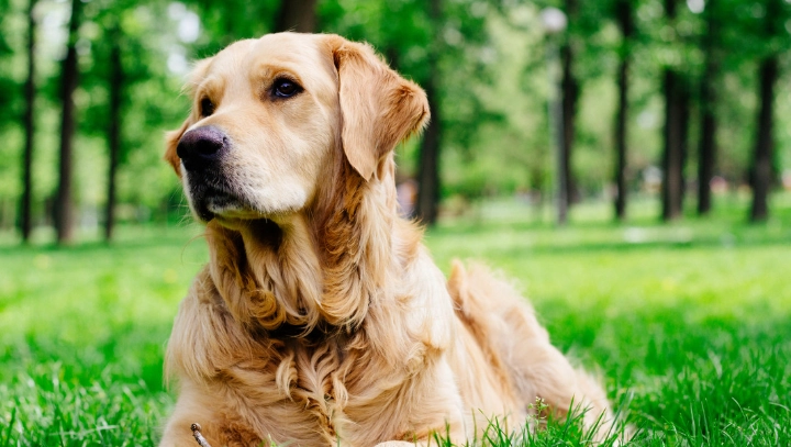 老年犬保健食品 老年犬保健食品