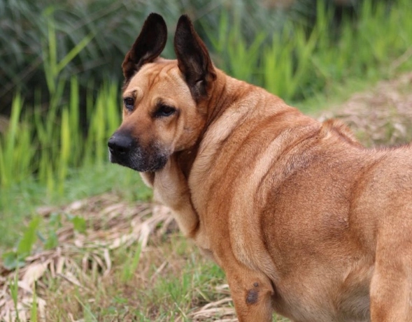 台灣犬 舌頭斑點 台灣犬 舌頭斑點