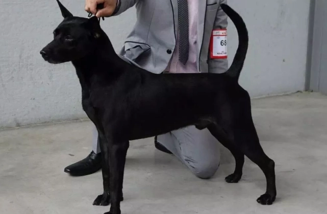 台灣犬訓練 台灣犬訓練