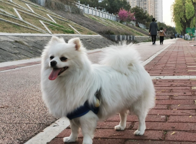 心絲蟲預防藥漏餵