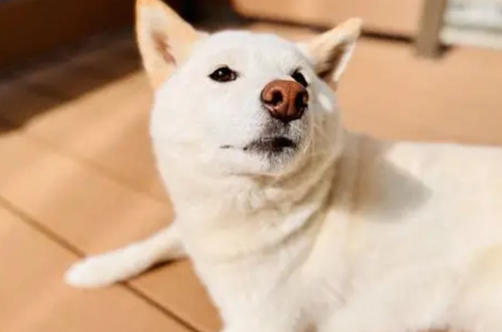 柴犬轉圈圈原因 柴犬轉圈圈原因