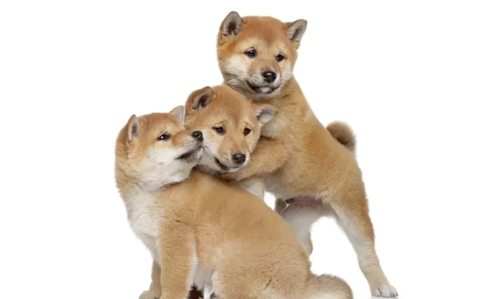柴犬轉圈圈原因 柴犬轉圈圈原因
