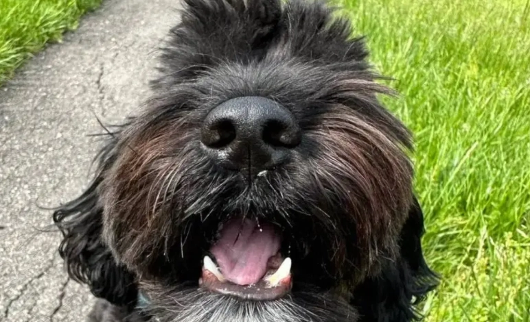 台灣拉布拉多貴賓犬飼養 台灣拉布拉多貴賓犬飼養