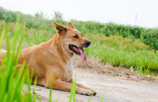台灣犬 台灣犬