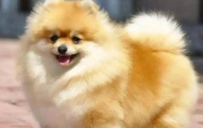 狗狗咳嗽護理 狗狗咳嗽護理