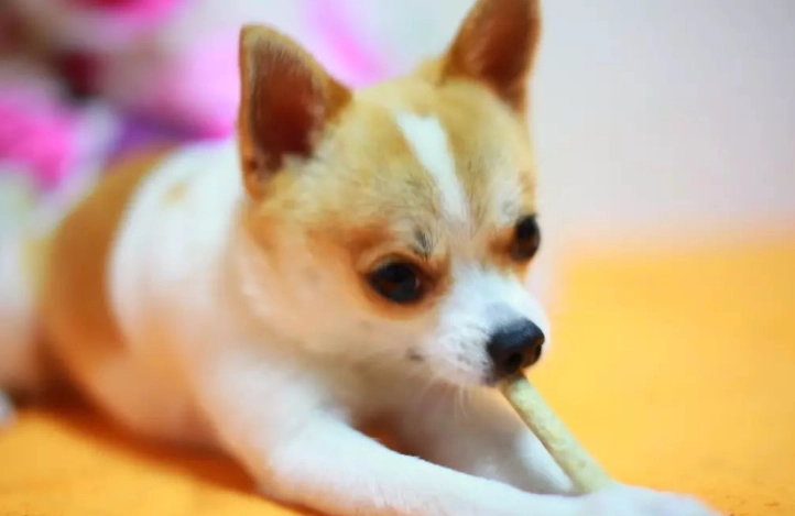 狗狗心絲蟲藥忘記吃