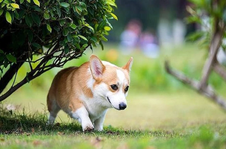 狗狗心臟病咳嗽 狗狗心臟病咳嗽