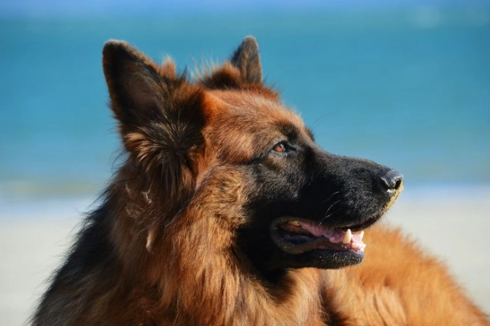 拉布拉多貴賓犬價格 拉布拉多貴賓犬價格