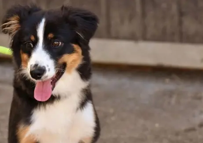 狗狗胰臟炎飲食 狗狗胰臟炎飲食