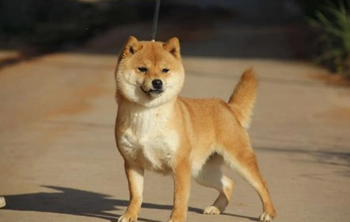 狗狗轉圈圈 狗狗轉圈圈