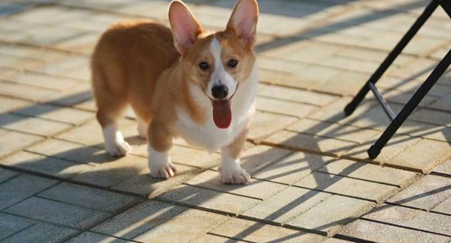 柯基飼料 柯基飼料