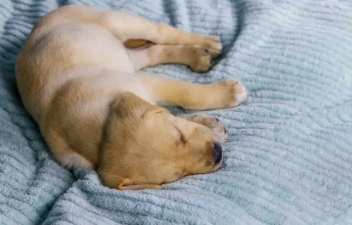 犬齡對照表 犬齡對照表