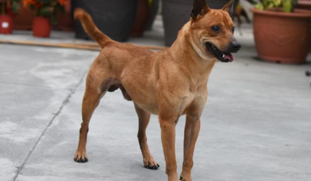 台灣犬訓練 台灣犬訓練