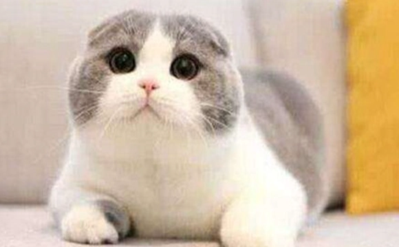 貓飼料保存方法 貓飼料保存方法